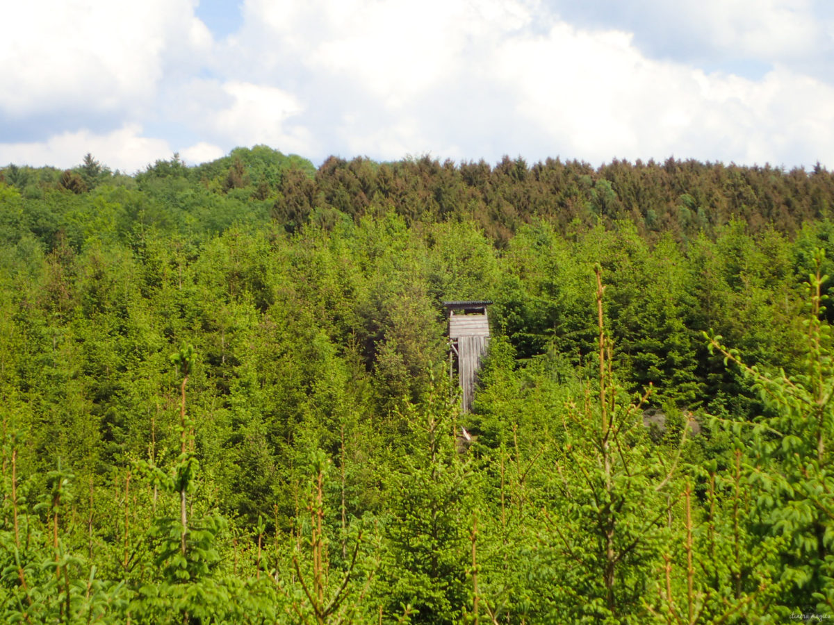 Une randonnée équestre au coeur de la grande forêt de St Hubert ? Partez à cheval en itinérance dans les bois de l'Ardenne.