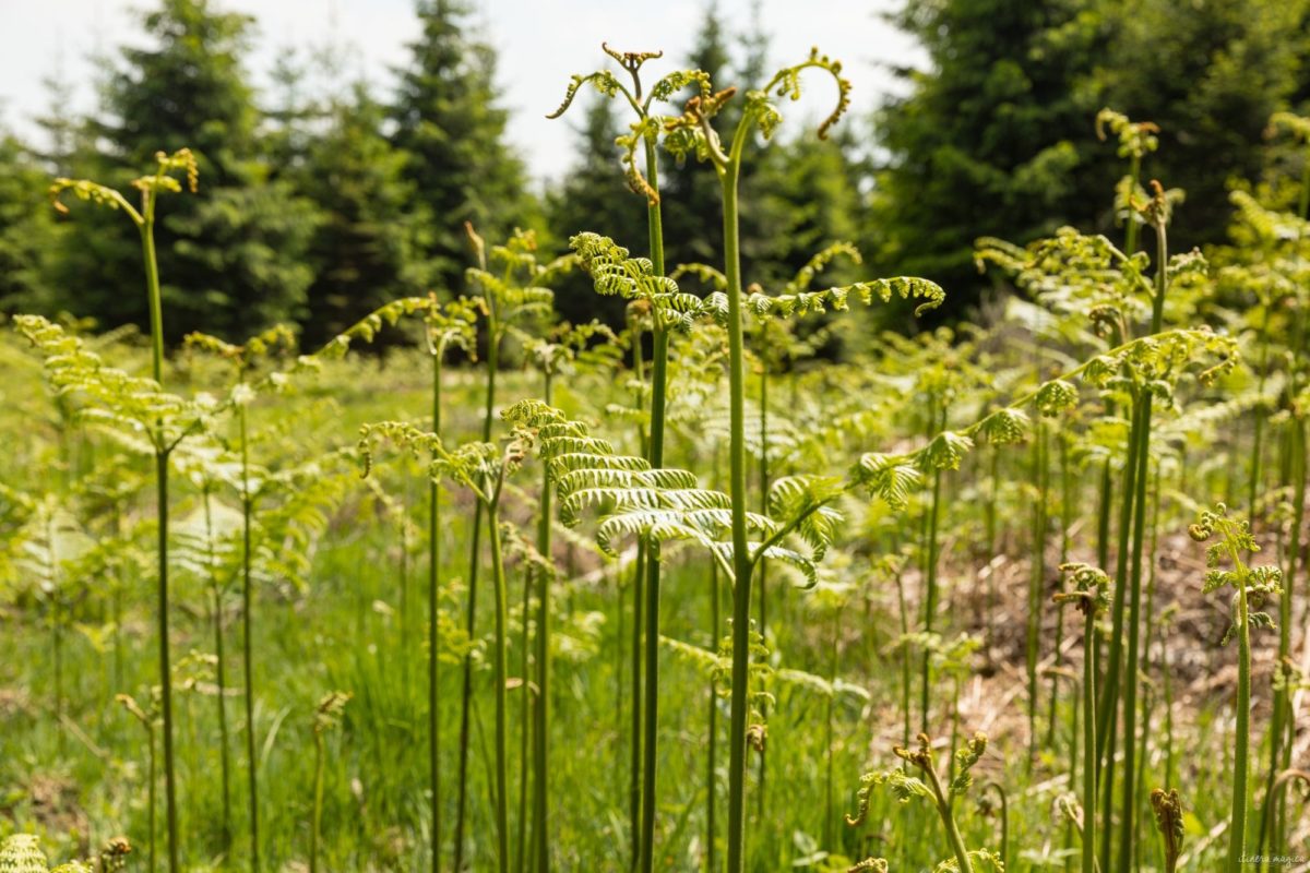 Une randonnée équestre au coeur de la grande forêt de St Hubert ? Partez à cheval en itinérance dans les bois de l'Ardenne.