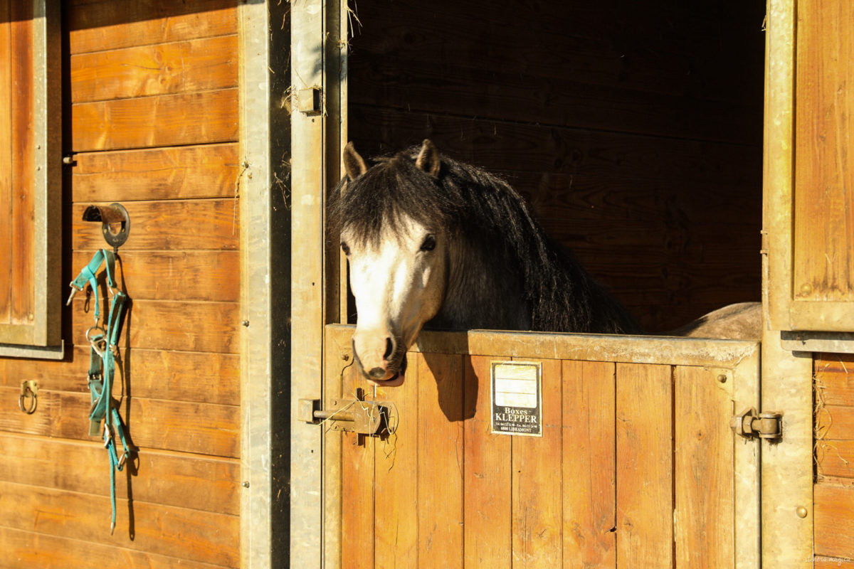 Une randonnée équestre au coeur de la grande forêt de St Hubert ? Partez à cheval en itinérance dans les bois de l'Ardenne.