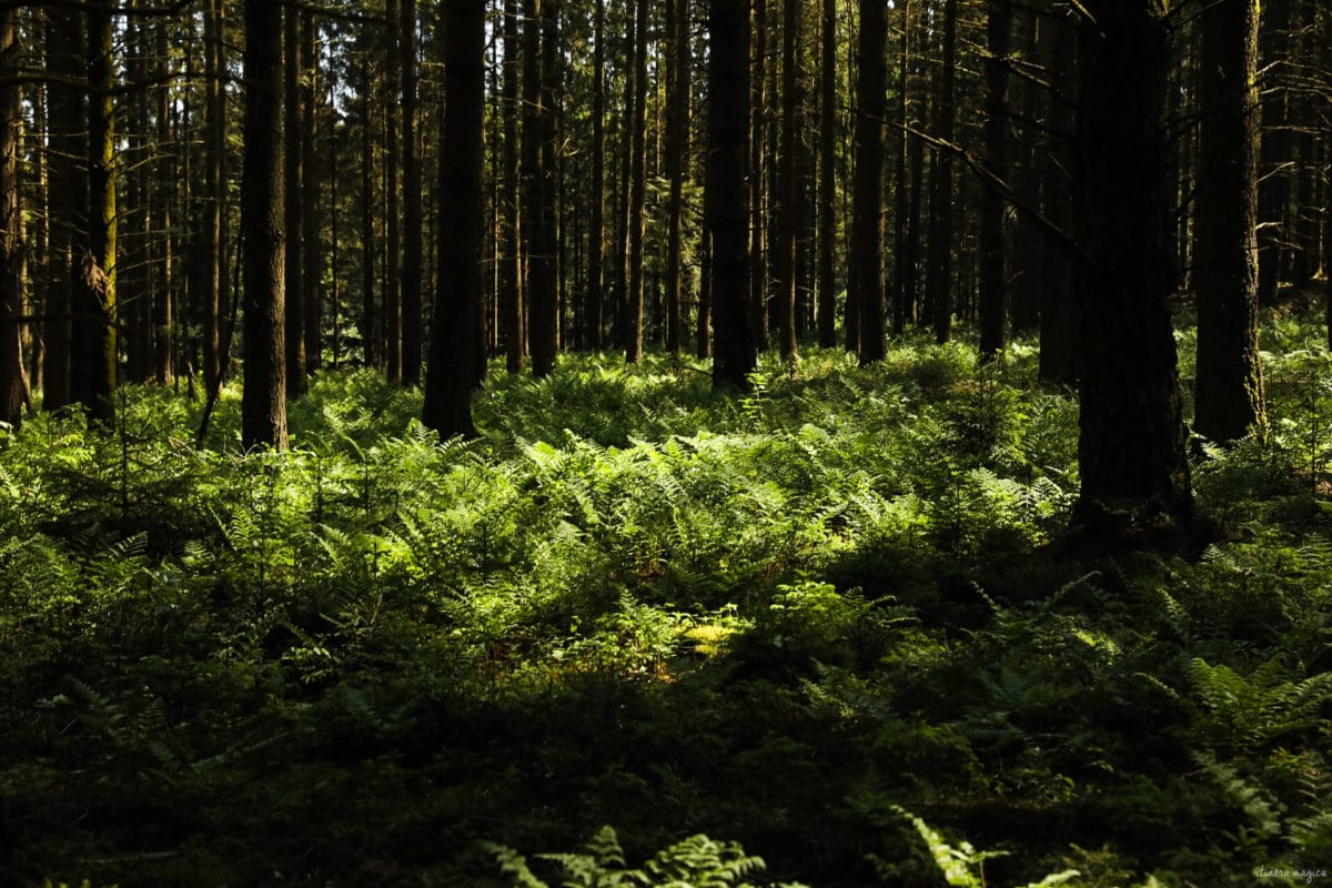 forêt des ardennes belges