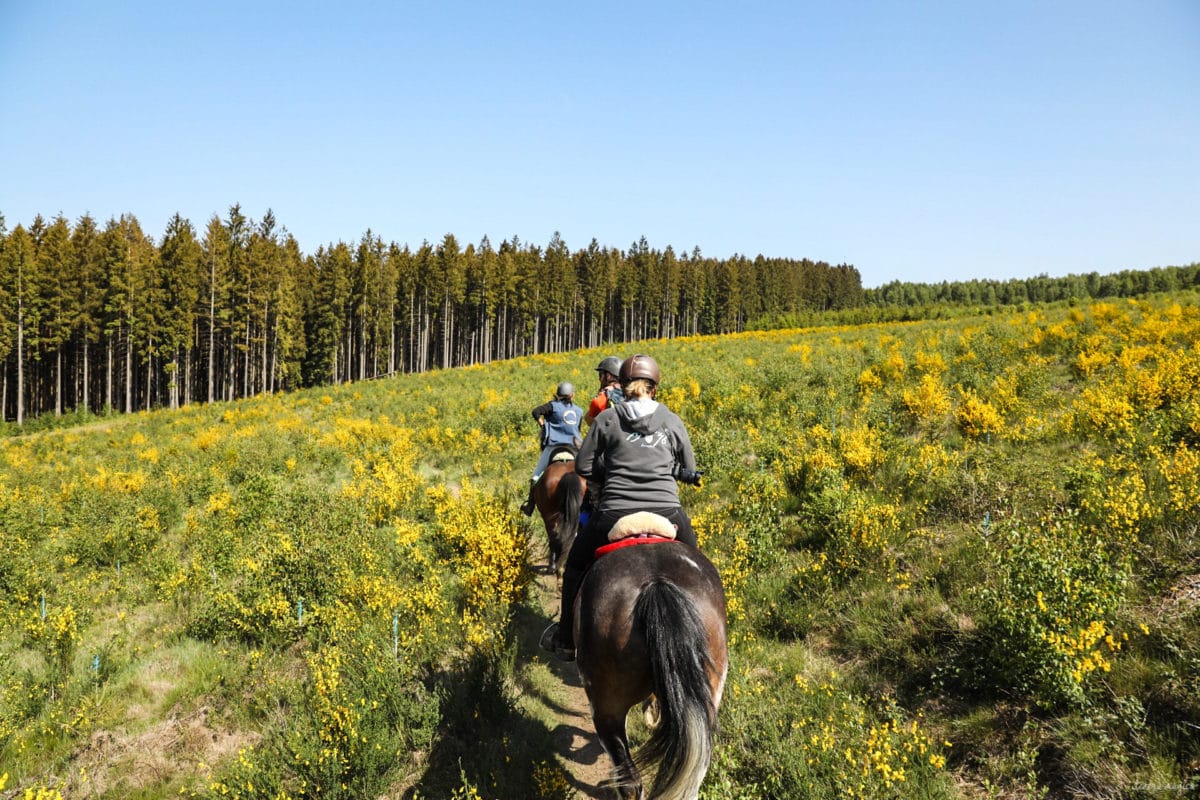 Une randonnée équestre au coeur de la grande forêt de St Hubert ? Partez à cheval en itinérance dans les bois de l'Ardenne.