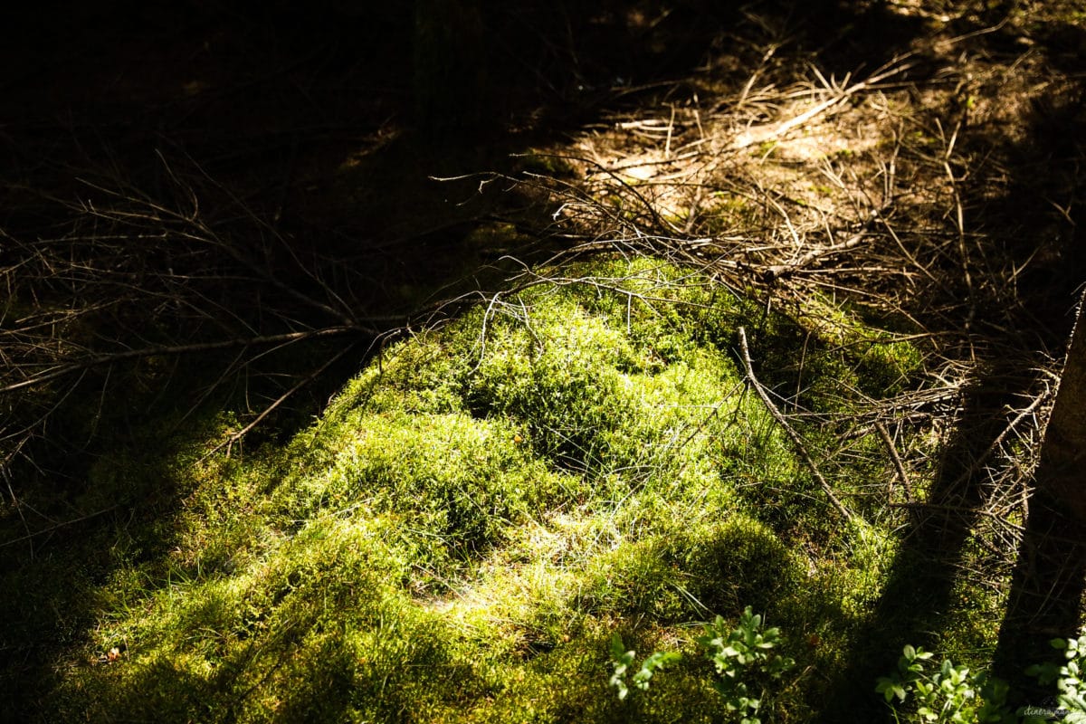 Une randonnée équestre au coeur de la grande forêt de St Hubert ? Partez à cheval en itinérance dans les bois de l'Ardenne.