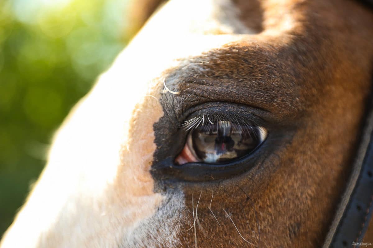 Une randonnée équestre au coeur de la grande forêt de St Hubert ? Partez à cheval en itinérance dans les bois de l'Ardenne.