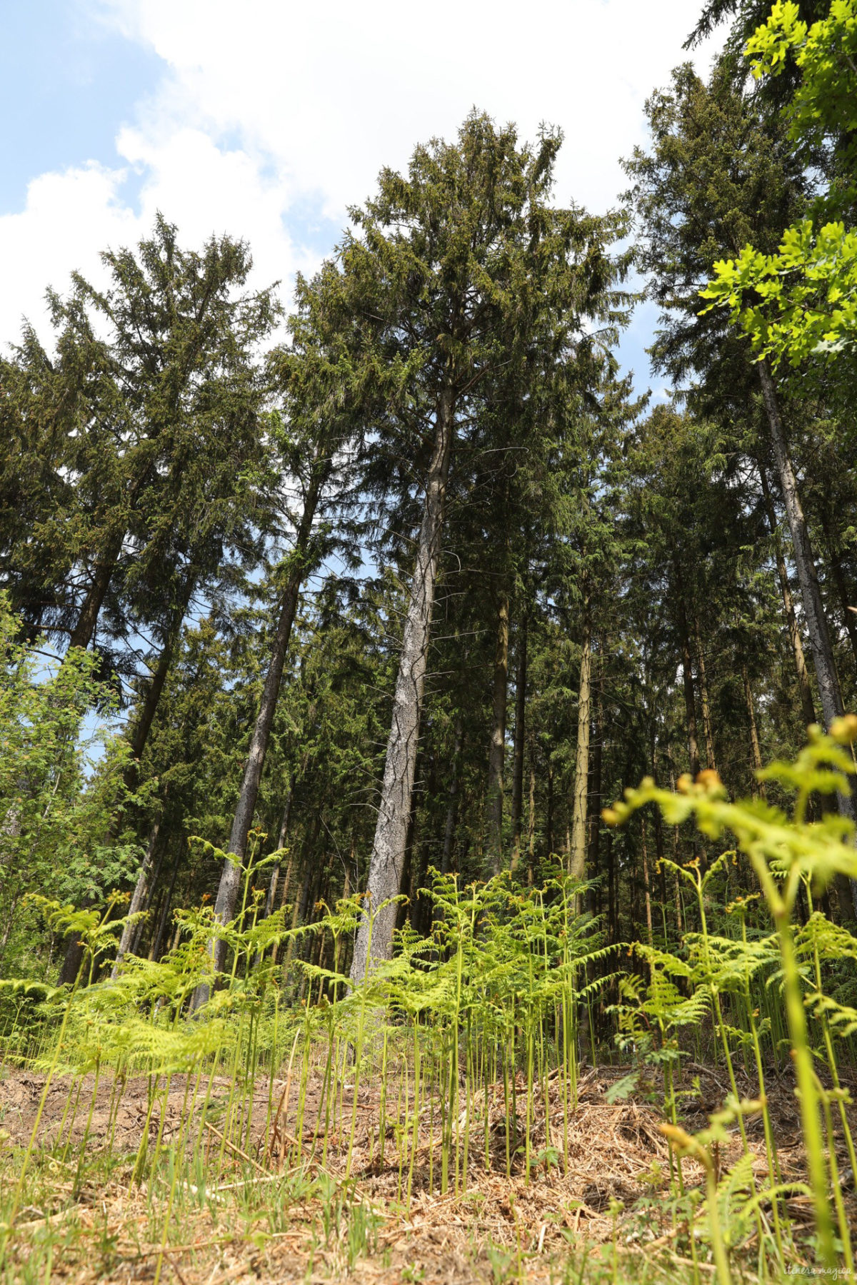 Une randonnée équestre au coeur de la grande forêt de St Hubert ? Partez à cheval en itinérance dans les bois de l'Ardenne.