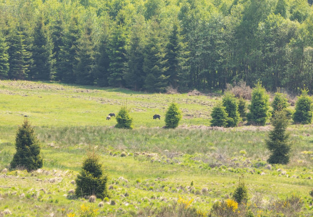 Une randonnée équestre au coeur de la grande forêt de St Hubert ? Partez à cheval en itinérance dans les bois de l'Ardenne.