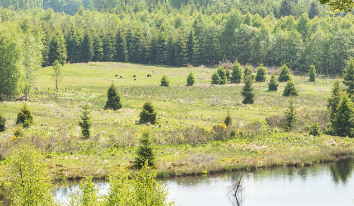 Une randonnée équestre au coeur de la grande forêt de St Hubert ? Partez à cheval en itinérance dans les bois de l'Ardenne.