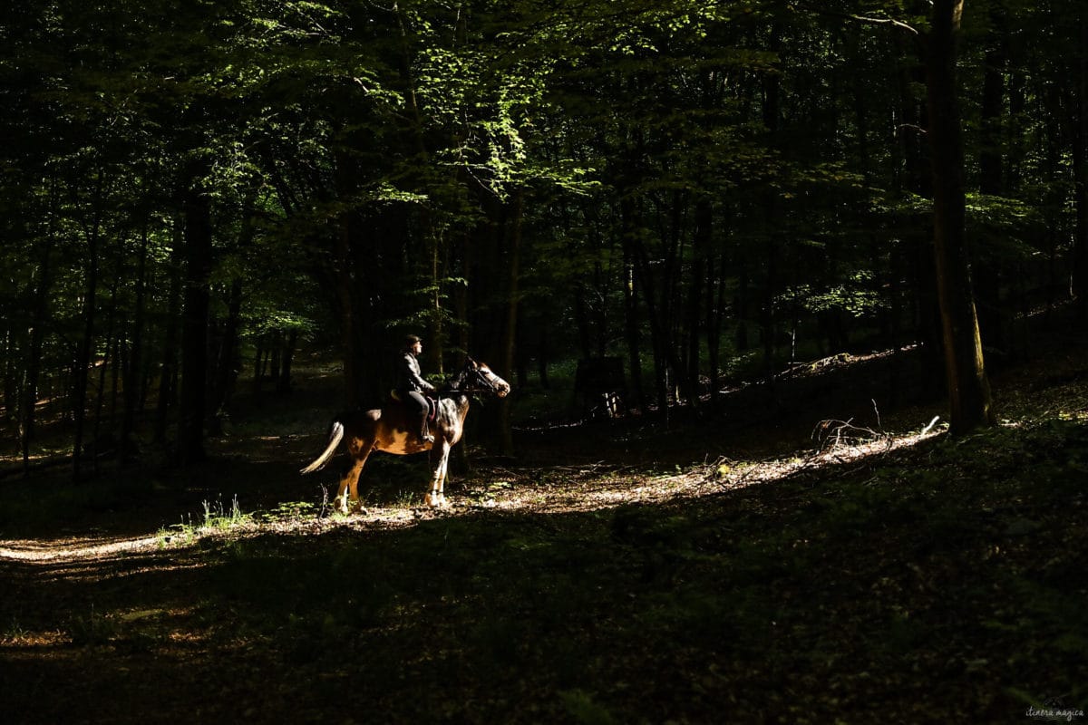 Une randonnée équestre au coeur de la grande forêt de St Hubert ? Partez à cheval en itinérance dans les bois de l'Ardenne.