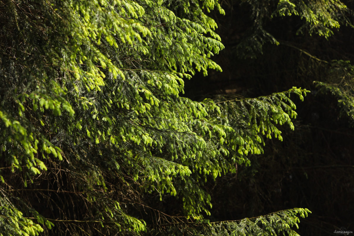 Une randonnée équestre au coeur de la grande forêt de St Hubert ? Partez à cheval en itinérance dans les bois de l'Ardenne.