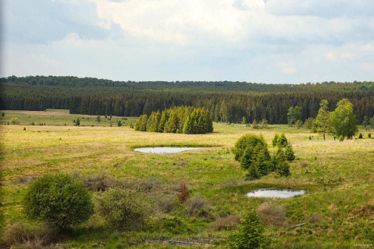 Une randonnée équestre au coeur de la grande forêt de St Hubert ? Partez à cheval en itinérance dans les bois de l'Ardenne.