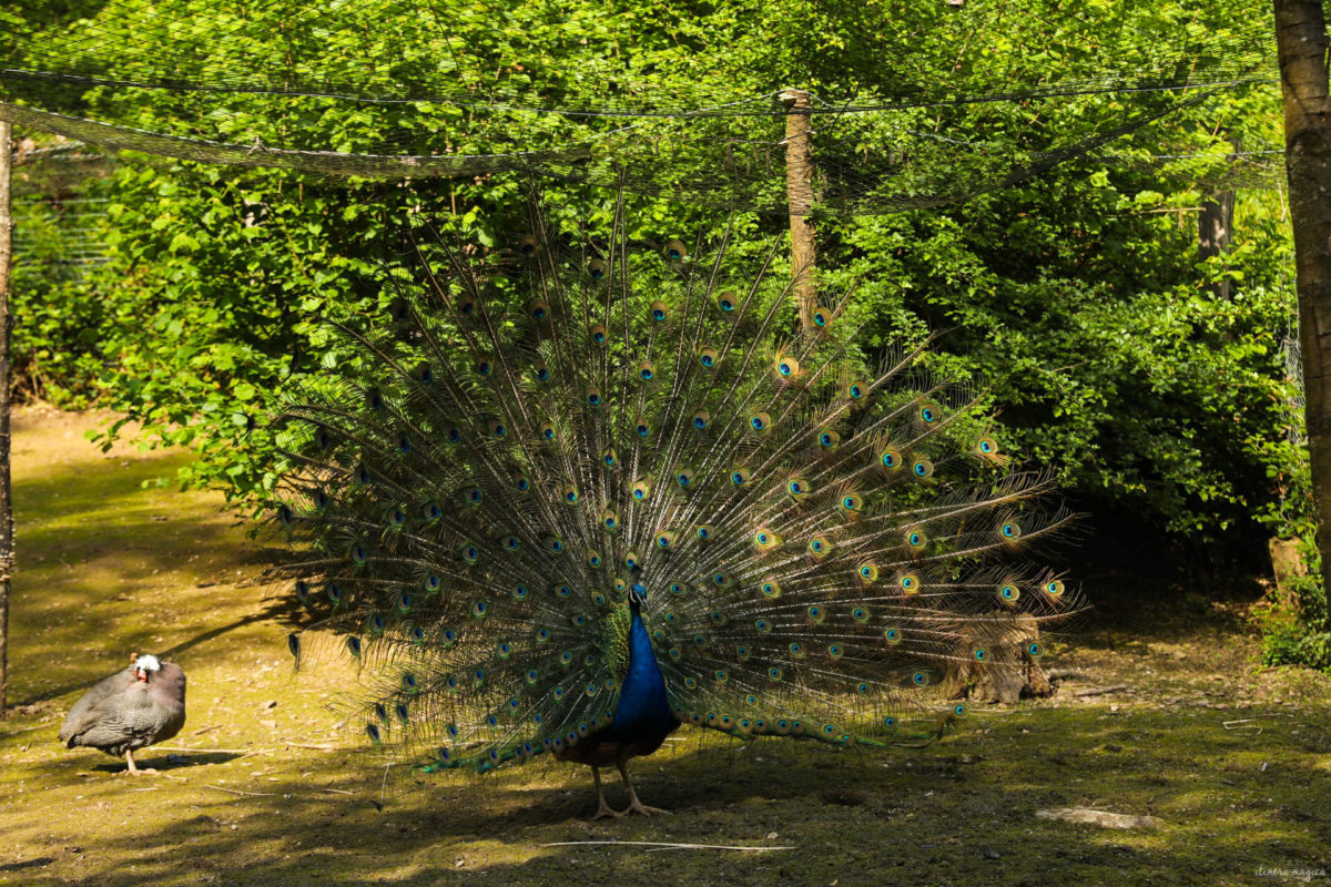 Une randonnée équestre au coeur de la grande forêt de St Hubert ? Partez à cheval en itinérance dans les bois de l'Ardenne.