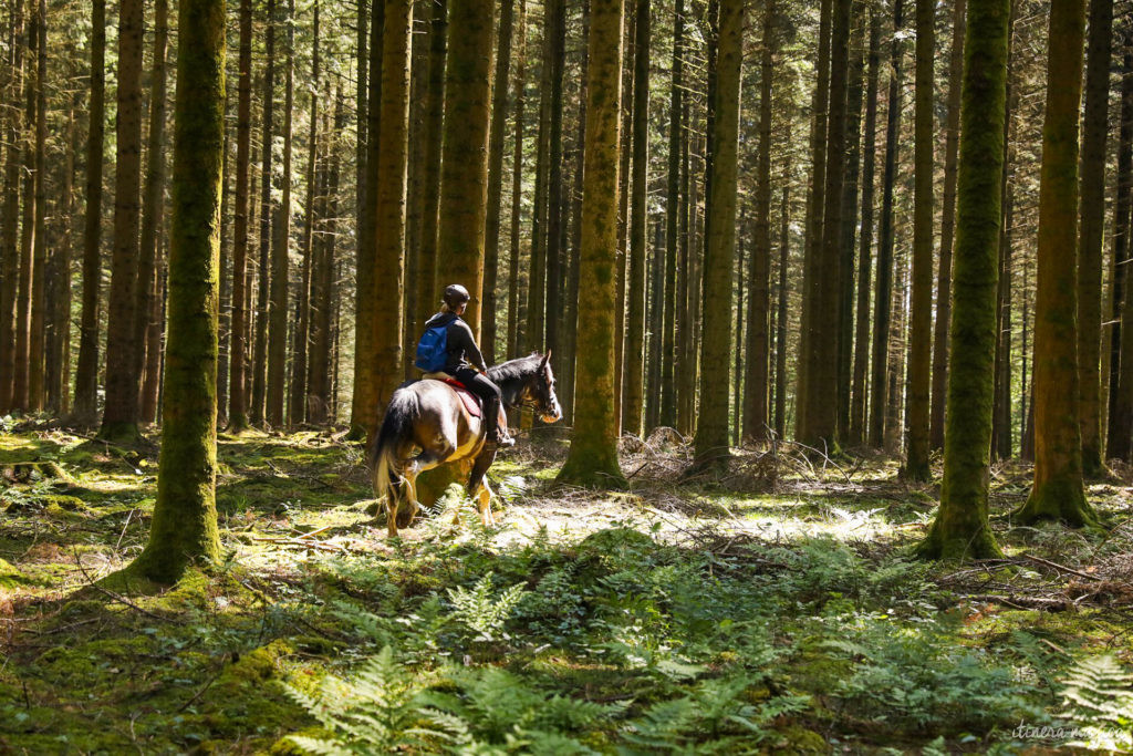 Une randonnée équestre au coeur de la grande forêt de St Hubert ? Partez à cheval en itinérance dans les bois de l'Ardenne.