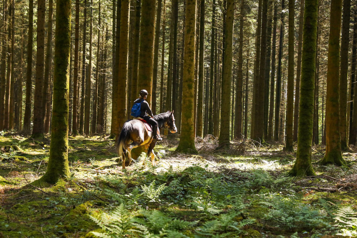 Une randonnée équestre au coeur de la grande forêt de St Hubert ? Partez à cheval en itinérance dans les bois de l'Ardenne.