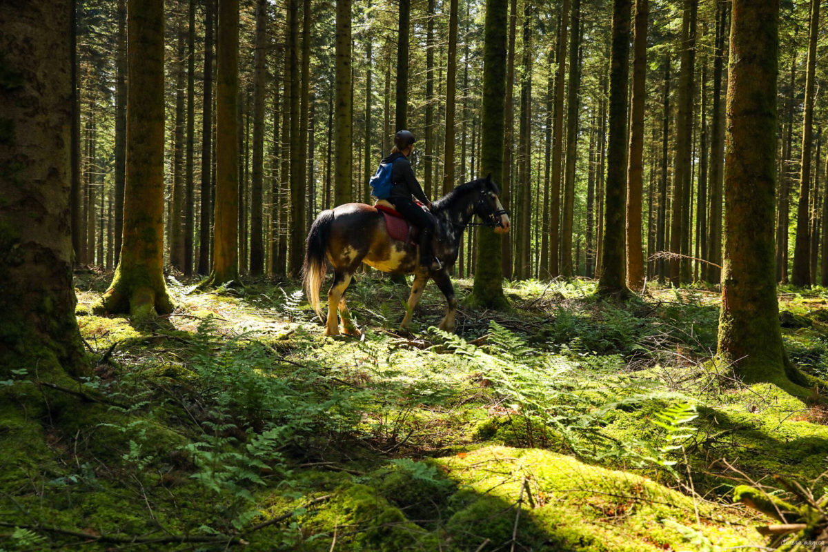 Une randonnée équestre au coeur de la grande forêt de St Hubert ? Partez à cheval en itinérance dans les bois de l'Ardenne.