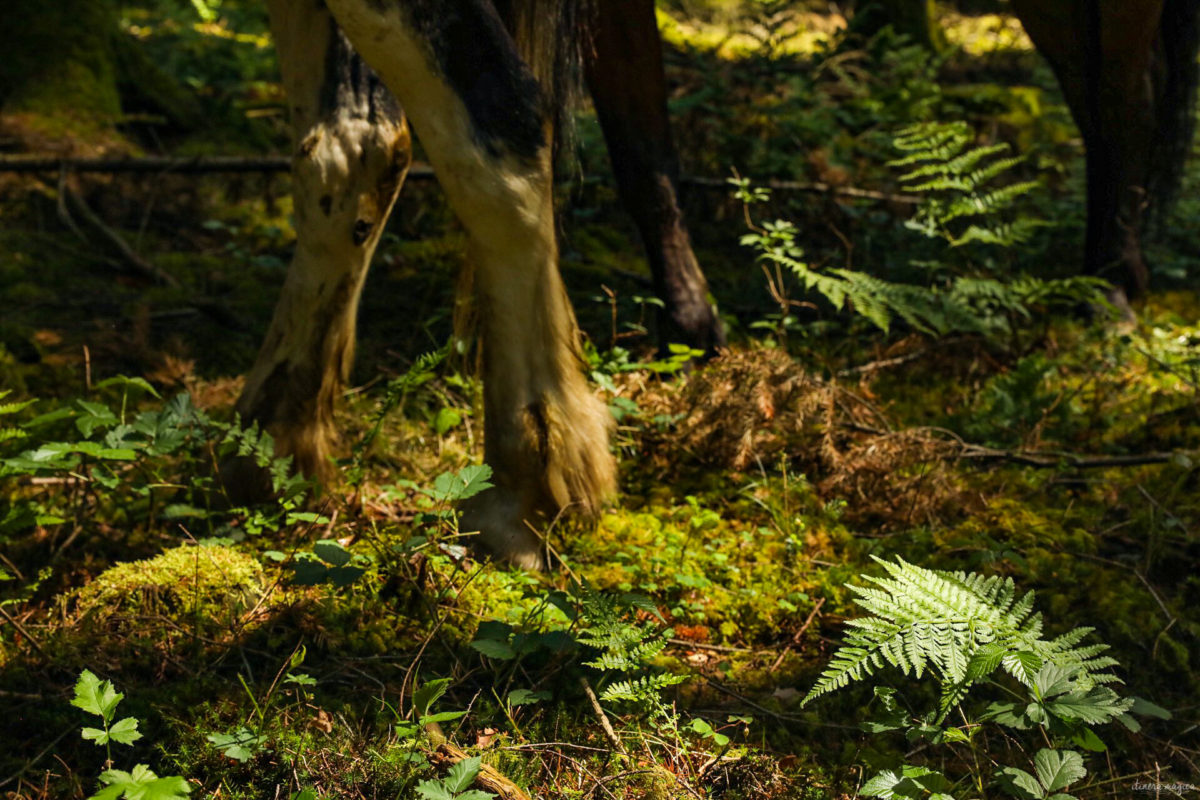 Une randonnée équestre au coeur de la grande forêt de St Hubert ? Partez à cheval en itinérance dans les bois de l'Ardenne.