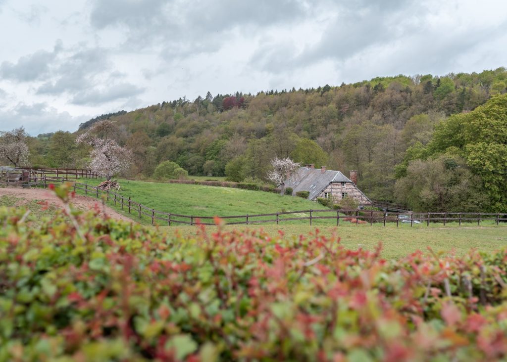 que faire en ardenne belge ? rando vélo activités dans la grande forêt de saint hubert