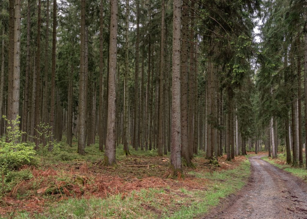 que faire en ardenne belge ? rando vélo activités dans la grande forêt de saint hubert