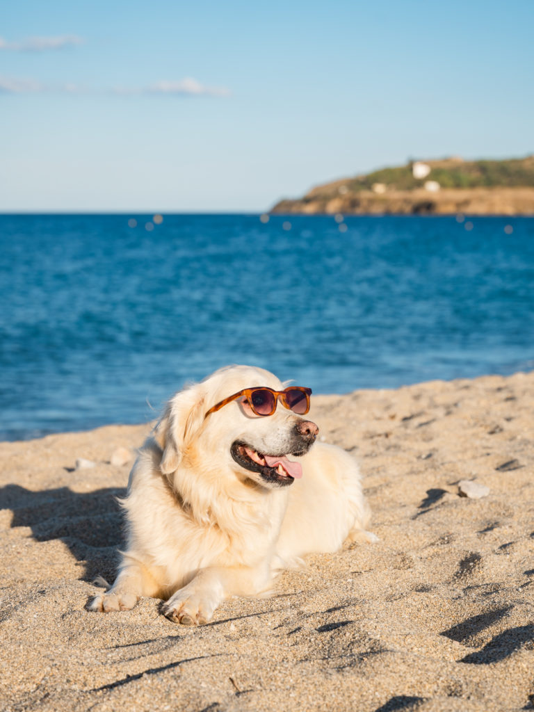 Visiter Argelès en automne avec mon chien : randonnées, plage, activités nautiques et à la montagne, bonnes adresses