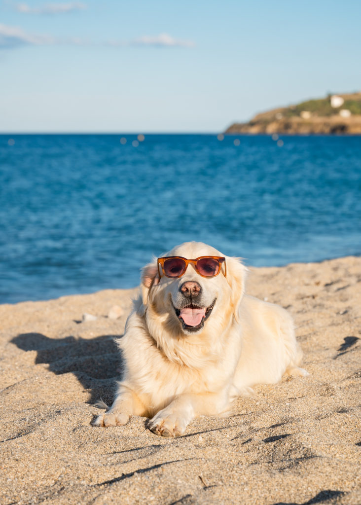 voyager à argelès avec son chien : plages autorisées aux chiens