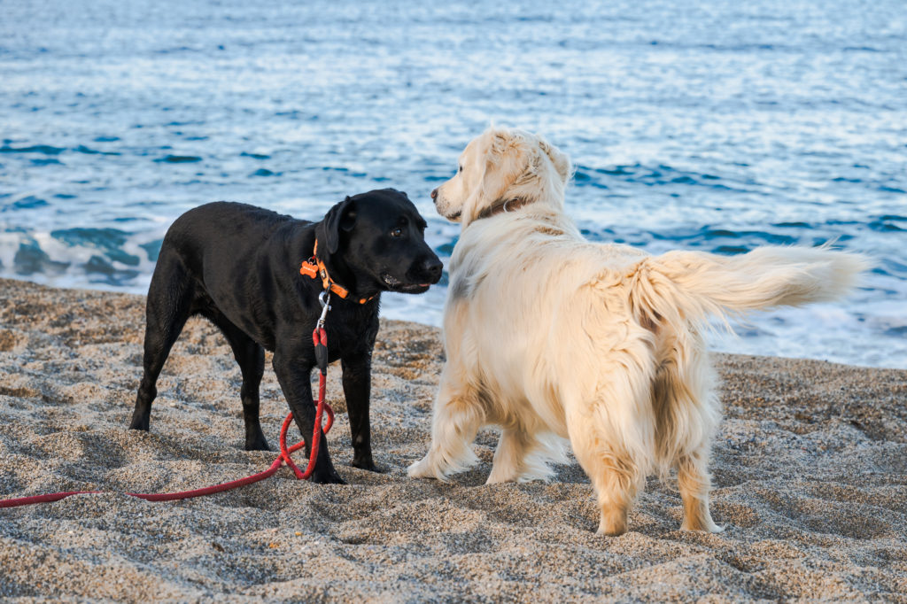 voyager à argelès avec son chien : plages autorisées aux chiens
