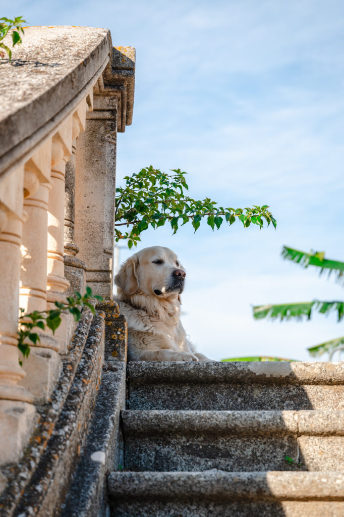 voyager à argelès : randonnées en pleine nature avec mon chien
