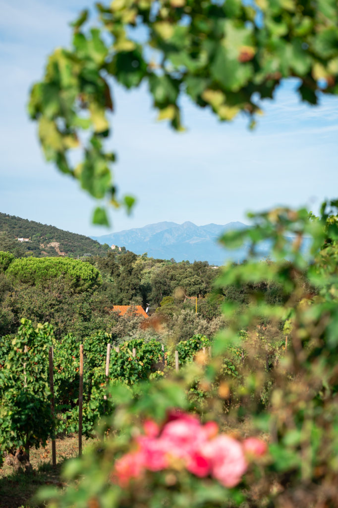 voyager à argelès : randonnées en pleine nature avec mon chien