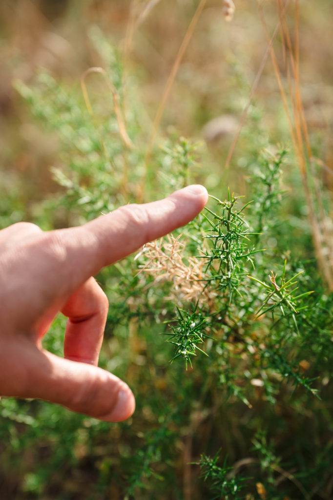 voyager à argelès : randonnées en pleine nature avec mon chien