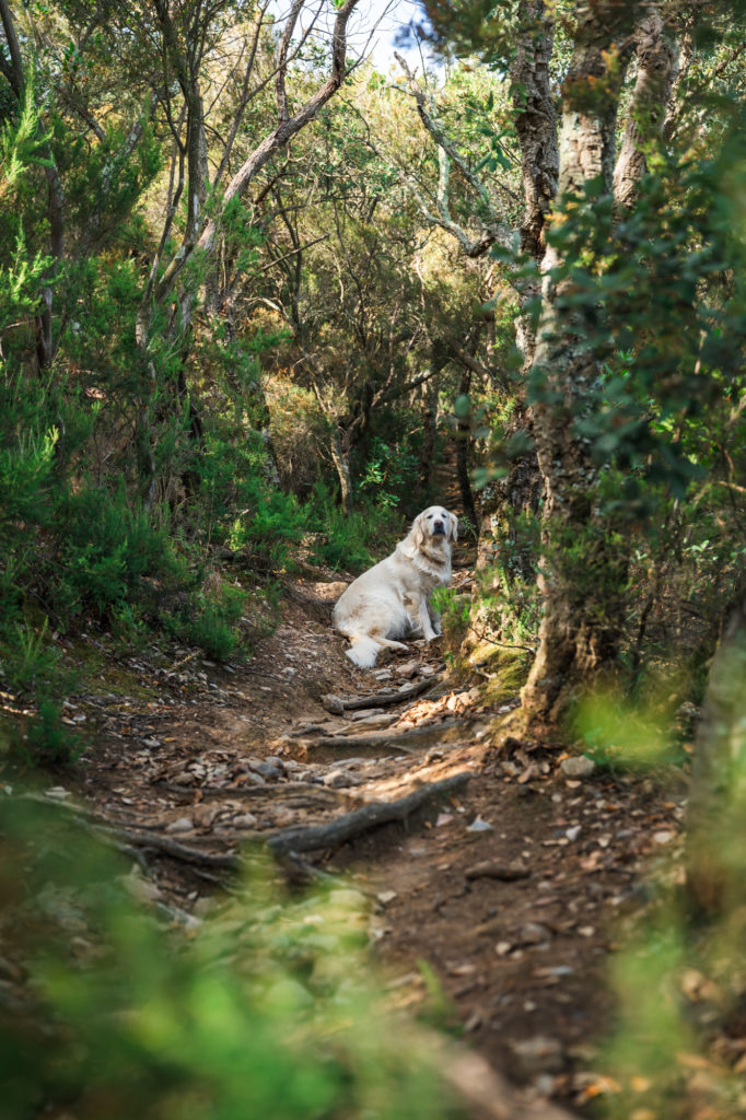 voyager à argelès : randonnées en pleine nature avec mon chien