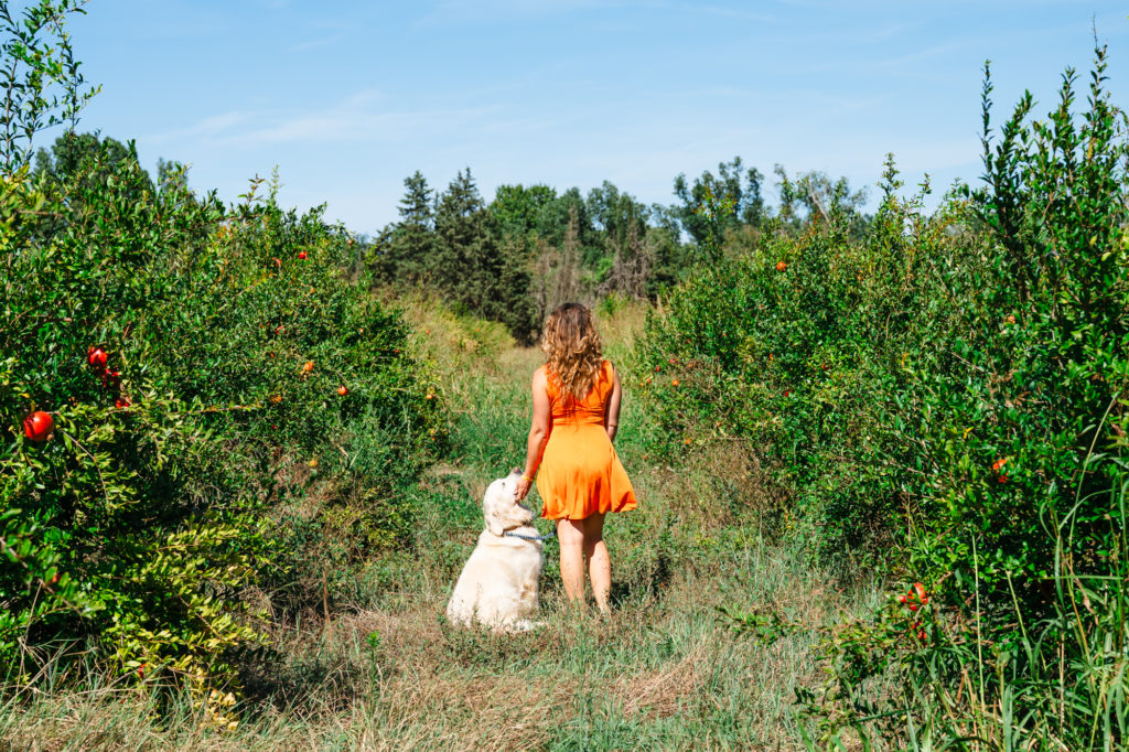 bonnes adresses à découvrir avec mon chien à argelès sur mer