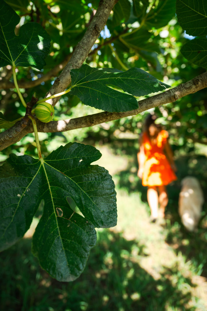 bonnes adresses à découvrir avec mon chien à argelès sur mer