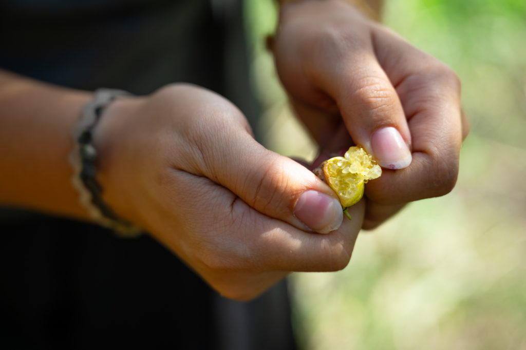 bonnes adresses à découvrir avec mon chien à argelès sur mer