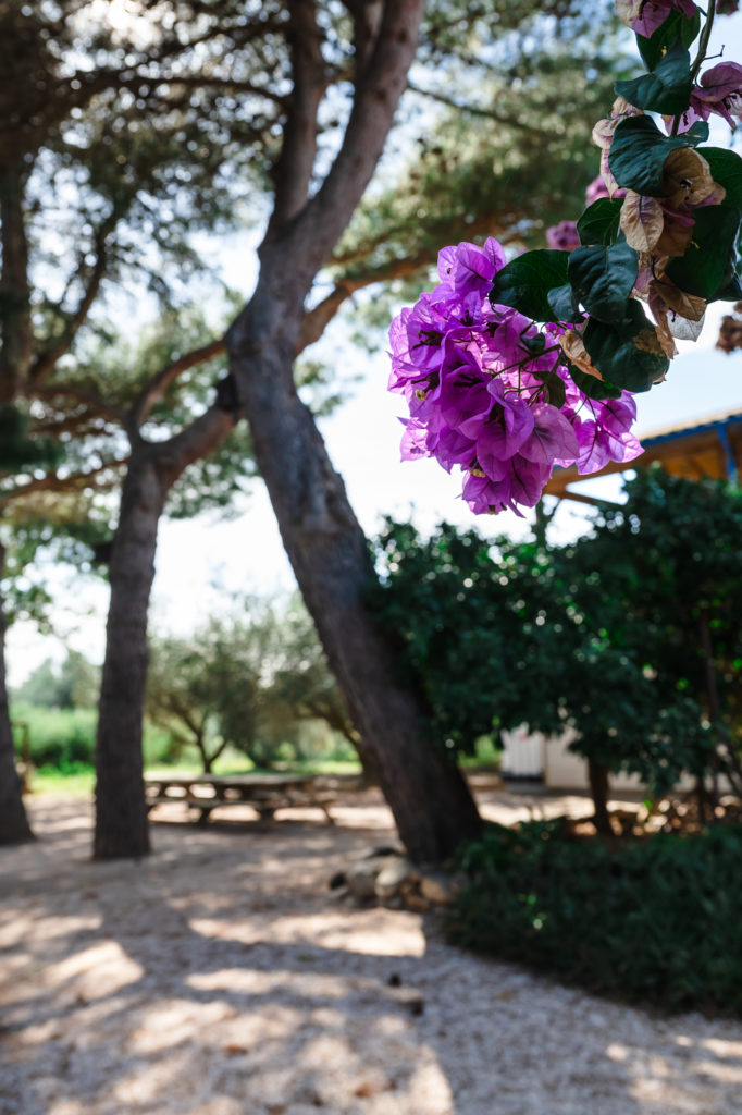 bonnes adresses à découvrir avec mon chien à argelès sur mer
