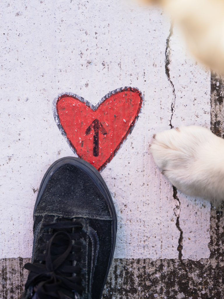 voyager à argelès avec mon chien 