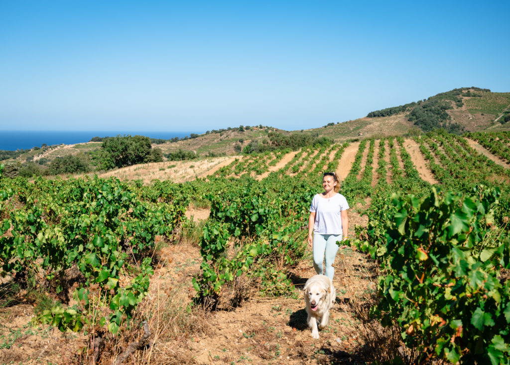 voyager à argelès : randonnées en pleine nature avec mon chien