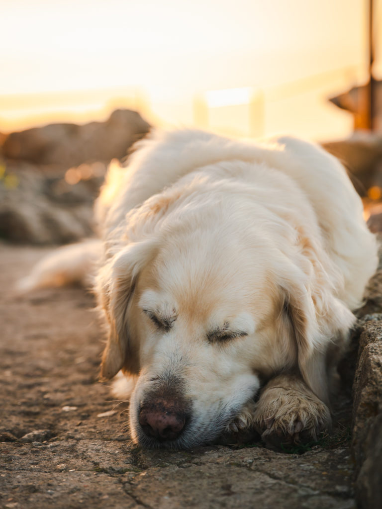 voyager à argelès : randonnées en pleine nature avec mon chien