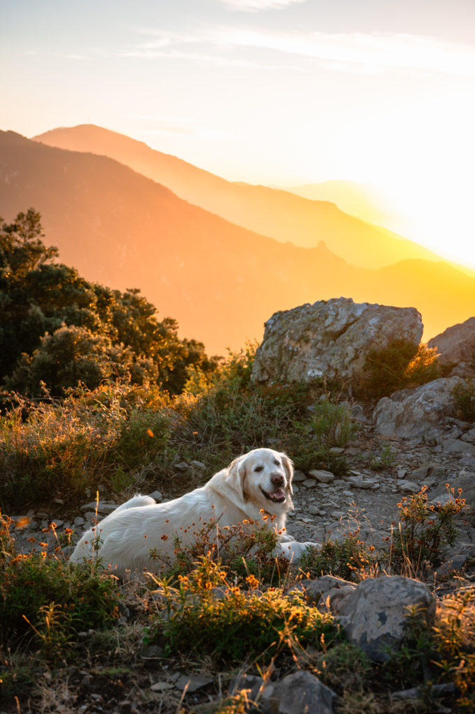 voyager à argelès : randonnées en pleine nature avec mon chien