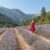 Que voir et que faire dans la Drôme ? Plus belles randonnées du Diois, lavandes et clairette