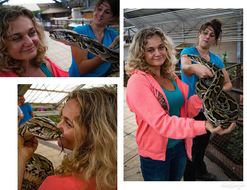 Que faire dans la Drôme ? Visiter la Ferme aux crocodiles ! Le paradis des reptiles: crocodiles, pythons, iguanes, tortues géantes, et bien d'autres animaux