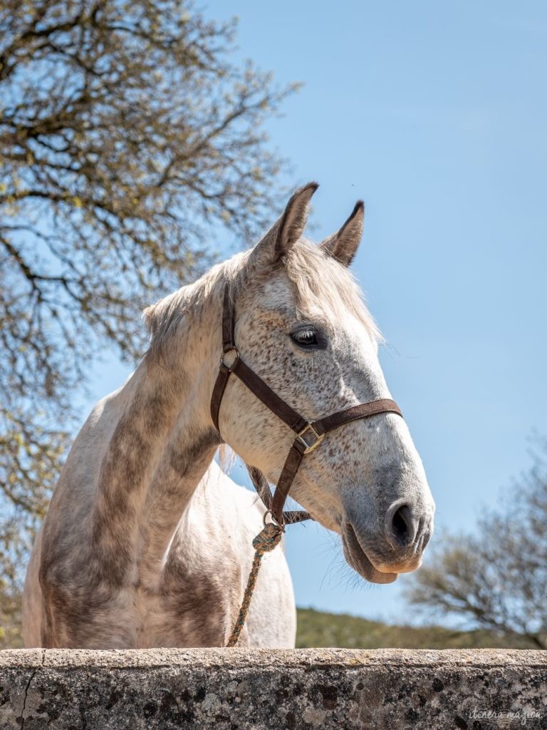 Tourisme équestre sud de l'Aveyron randonnée à cheval Aveyron