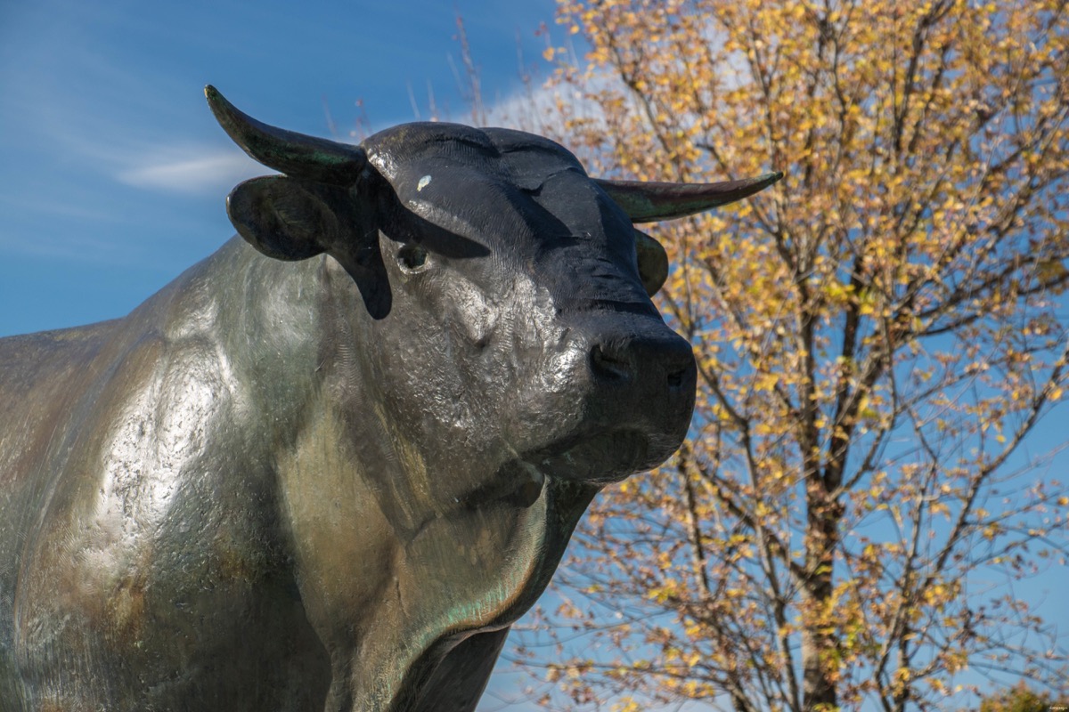 Que voir et que faire sur l'Aubrac ? Activités et choses à voir à Laguiole et Brameloup, brame du cerf, burons, fromages. Blog Aubrac, nord Aveyron