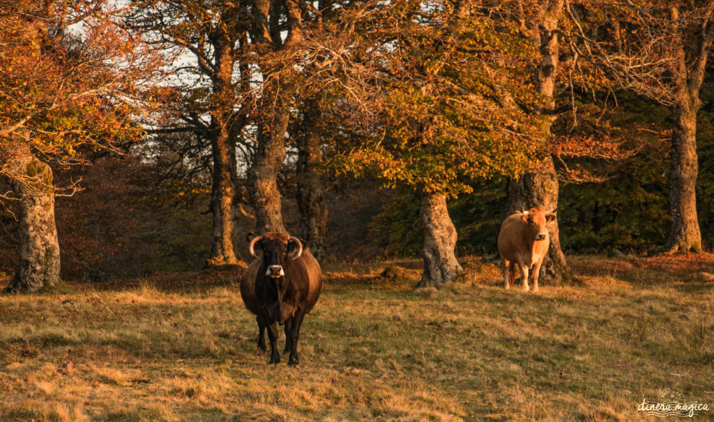 Que voir et que faire sur l'Aubrac ? Activités et choses à voir à Laguiole et Brameloup, brame du cerf, burons, fromages. Blog Aubrac, nord Aveyron