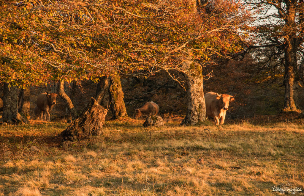 Que voir et que faire sur l'Aubrac ? Activités et choses à voir à Laguiole et Brameloup, brame du cerf, burons, fromages. Blog Aubrac, nord Aveyron