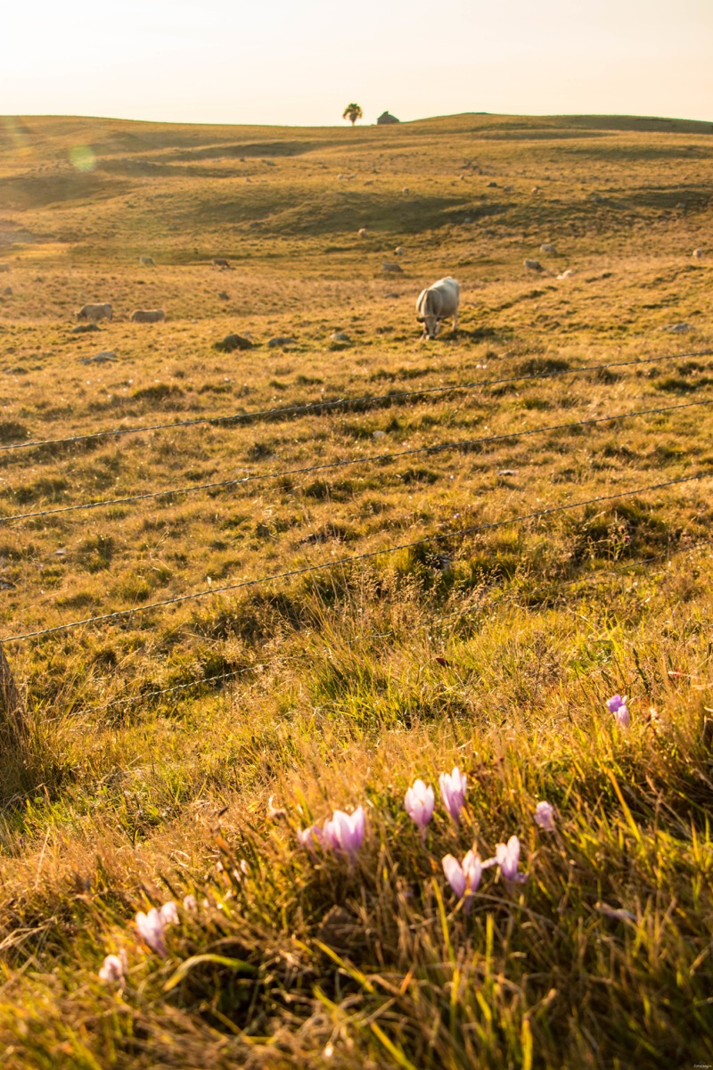 Que voir et que faire sur l'Aubrac ? Activités et choses à voir à Laguiole et Brameloup, brame du cerf, burons, fromages. Blog Aubrac, nord Aveyron #Aubrac #Aveyron #France #Occitanie #Auvergne