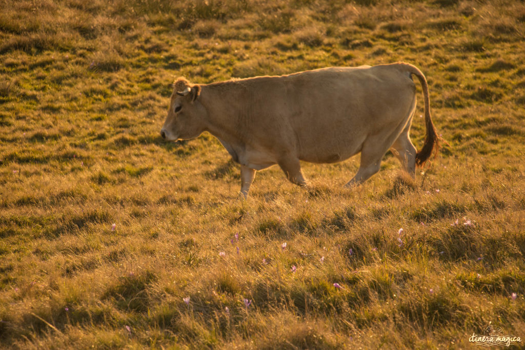 Que voir et que faire sur l'Aubrac ? Activités et choses à voir à Laguiole et Brameloup, brame du cerf, burons, fromages. Blog Aubrac, nord Aveyron