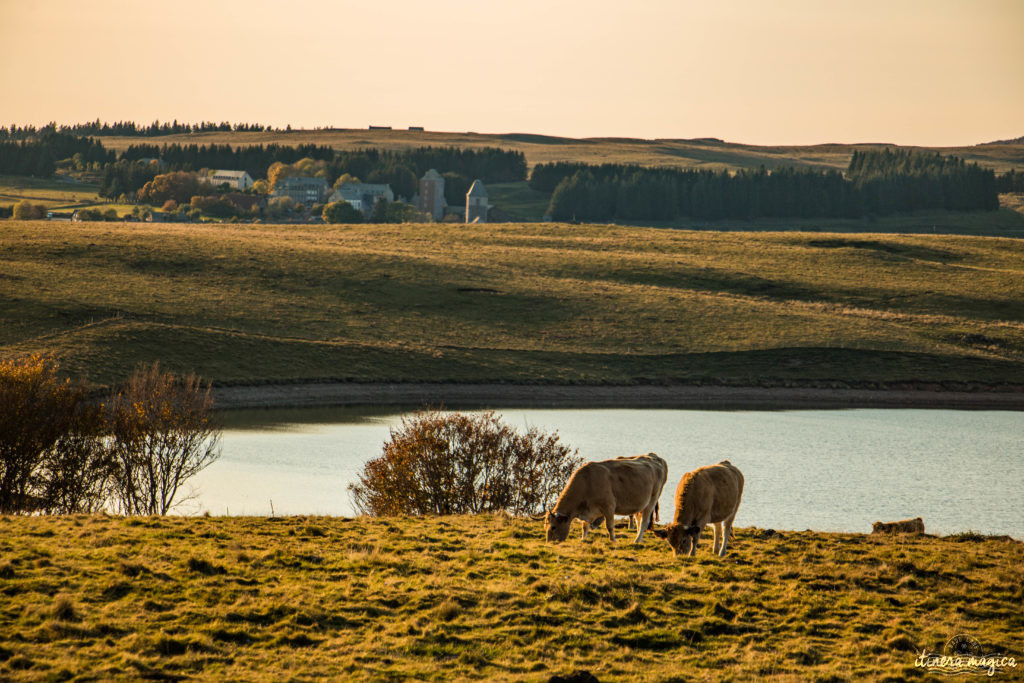 Que voir et que faire sur l'Aubrac ? Activités et choses à voir à Laguiole et Brameloup, brame du cerf, burons, fromages. Blog Aubrac, nord Aveyron