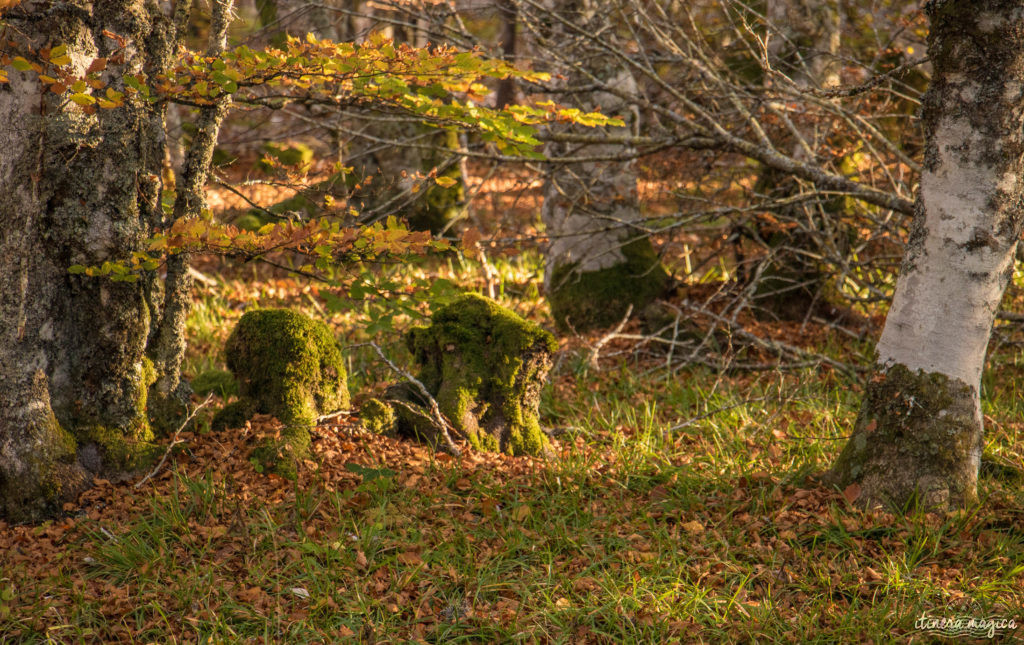 Que voir et que faire sur l'Aubrac ? Activités et choses à voir à Laguiole et Brameloup, brame du cerf, burons, fromages. Blog Aubrac, nord Aveyron