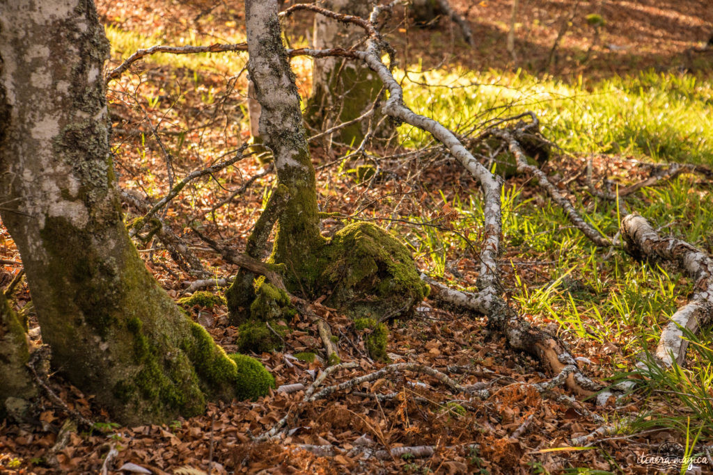 Que voir et que faire sur l'Aubrac ? Activités et choses à voir à Laguiole et Brameloup, brame du cerf, burons, fromages. Blog Aubrac, nord Aveyron