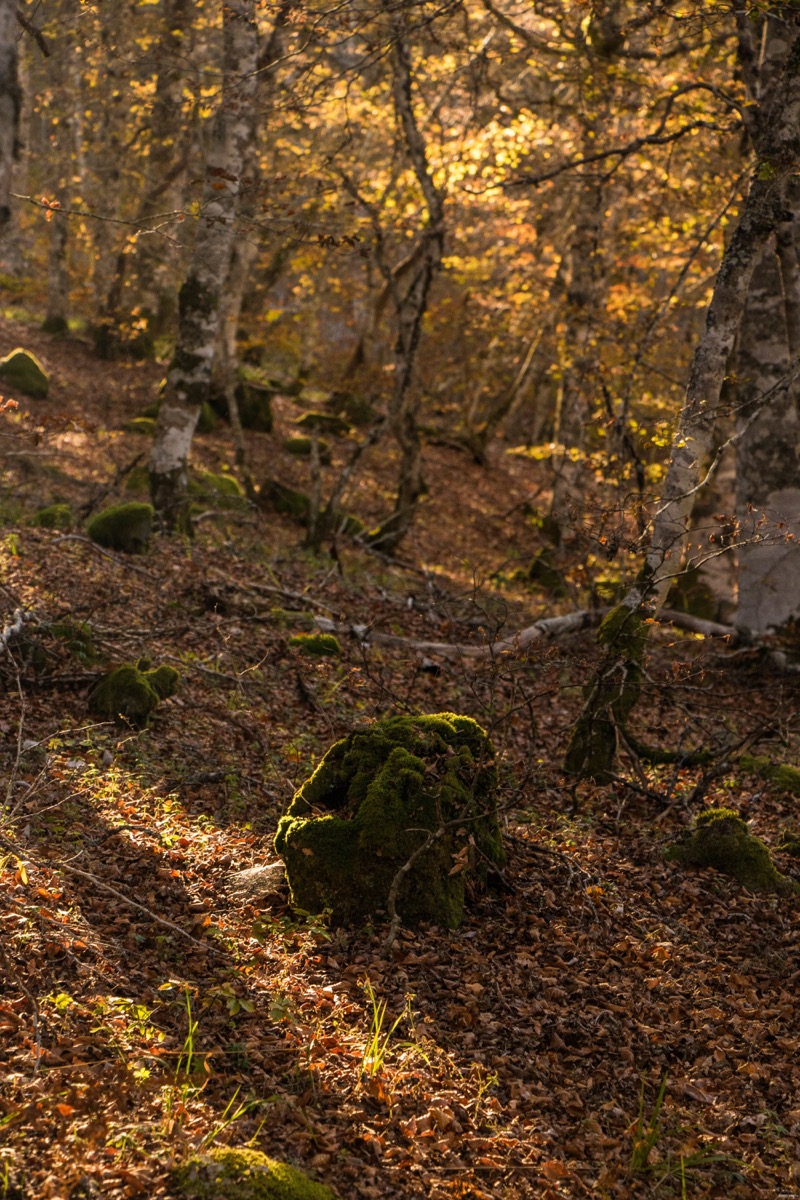 Que voir et que faire sur l'Aubrac ? Activités et choses à voir à Laguiole et Brameloup, brame du cerf, burons, fromages. Blog Aubrac, nord Aveyron