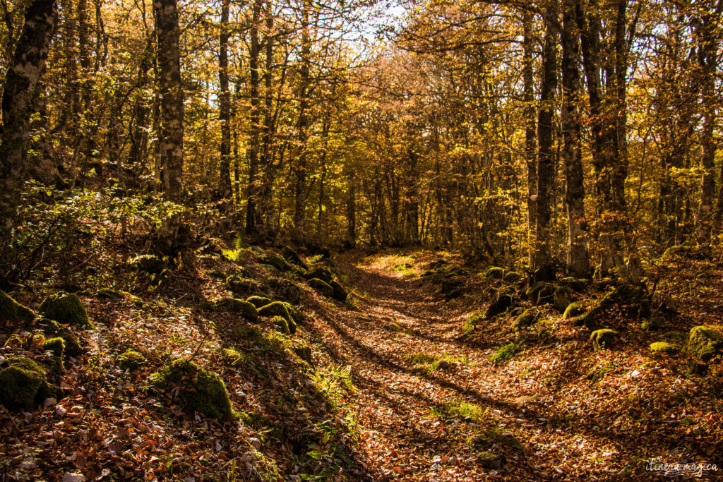 Que voir et que faire sur l'Aubrac ? Activités et choses à voir à Laguiole et Brameloup, brame du cerf, burons, fromages. Blog Aubrac, nord Aveyron