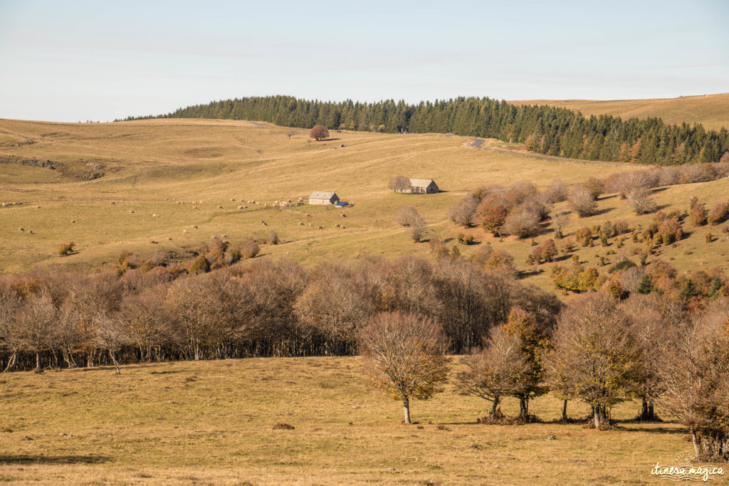 Que voir et que faire sur l'Aubrac ? Activités et choses à voir à Laguiole et Brameloup, brame du cerf, burons, fromages. Blog Aubrac, nord Aveyron