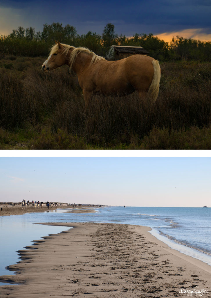 Que faire en Camargue ? Balades à cheval, bonnes adresses, incontournables, retrouvez tout sur le Camargue.